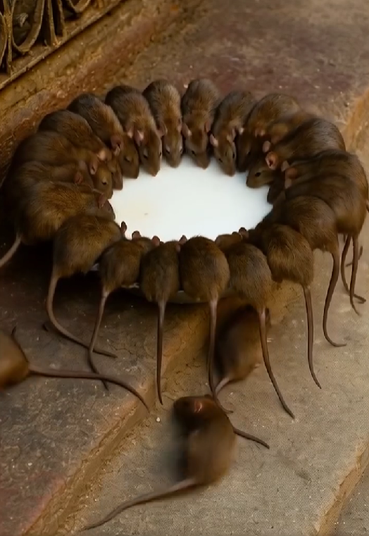 A Natural Solution: Making Rats and Mice Vanish Without Harm - My Blog